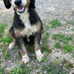 Lexi - Bernedoodle