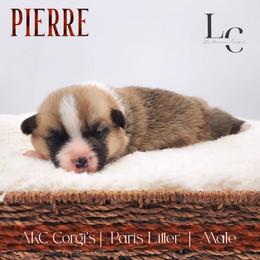 Pierre - Red male Pembroke Welsh Corgi puppy in Pine Village, Indiana from NL Horsemanship