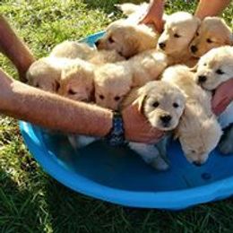 Golden Retriever Puppies from True Magic Goldens