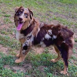 Axer - Australian Shepherd
