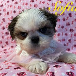 Sofia - Gold and white female Shih Tzu puppy in Hemet, California from Aloha Shih Tzu