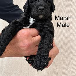 Marsh - Black male Poodle puppy in Woodleaf, North Carolina from Circle T Ranch K9s