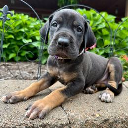 Rosemary - Black female Great Dane puppy in Corsica, Pennsylvania from Ferguson Family Danes LLC