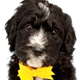 Bernedoodles from Southridge Bernedoodles