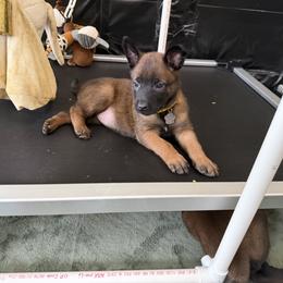 Girl 2 - female Belgian Malinois puppy in Midway, Georgia from C4MALINOIS