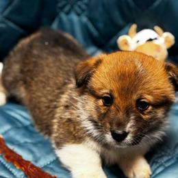 Charlie - Sable male Pembroke Welsh Corgi puppy in Nortonville, Kansas from Low Riders Corgis & Mini Aussies