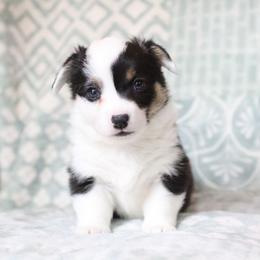 Wisteria - Black and tan female Pembroke Welsh Corgi puppy in Plains, Montana from Diamond Corgis