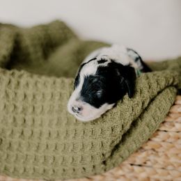 Waddle - Black and white female Sheepadoodle puppy in Patterson, California from Dooling Doodles