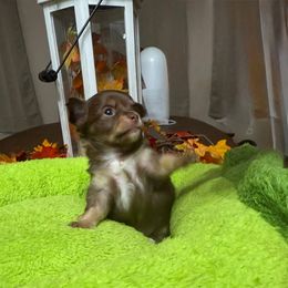 Cricket - Chocolate and tan female Chihuahua puppy in Ochlocknee, Georgia from High Cotton Chihuahuas