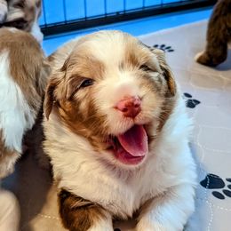 Australian Shepherd Puppies from Ocean Cliff Aussies