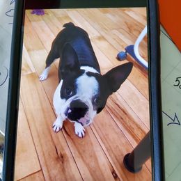 Blossom - Boston Terrier