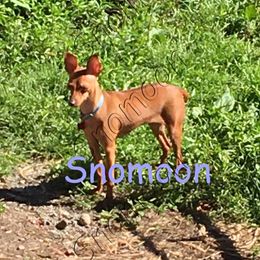 Willow - Miniature Pinscher