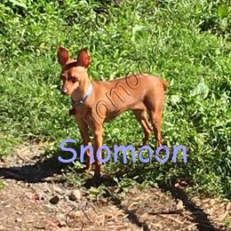 Willow - Miniature Pinscher