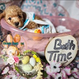 Cockapoo and Poodle Puppies from Golden Paws