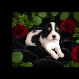 Briar - Tri-color female Cavapoo puppy in Battle Lake, Minnesota from Panda Puppies