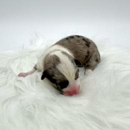 Rain - Blue merle and white male American Corgi puppy in Waskom, Texas from Piney Woods Corgis