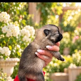 Valentino - Wolf sable male Pomeranian puppy in Grand Prairie, Texas from D’ Pomlovers