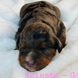Celeste - Merle female Bernedoodle puppy in Sherman, Illinois from Shirl Doodle Life