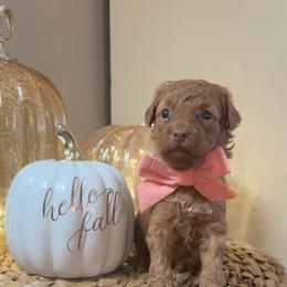 Autumn - Red  female Goldendoodle puppy in Trenton, Tennessee from Pickard’s country Golden doodles