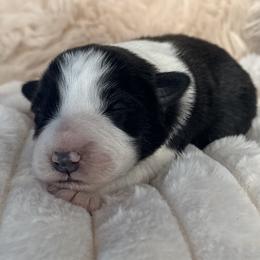 GODIVA - Black and white female Border Collie puppy in Conroe, Texas from Aloha Border Collies