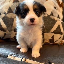 Leia - Black and tan female Pembroke Welsh Corgi puppy in Battle Ground, Washington from Westbrooke Kennels