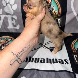 Caleb - Merle male Chihuahua puppy in Palmyra, Indiana from Country Star Chihuahuas