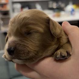 Duke - Red male Cavapoo puppy in Pasco, Washington from Beth's Cavapoos