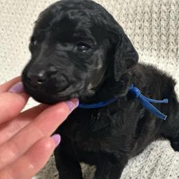 Bowie - Phantom male Poodle puppy in Travelers Rest, South Carolina from Cotton Top