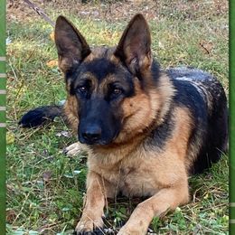 Pepsi - German Shepherd