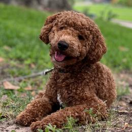 Cavalier King Charles Spaniels, Cavapoos, and Poodles from Golden Hour Cavapoos