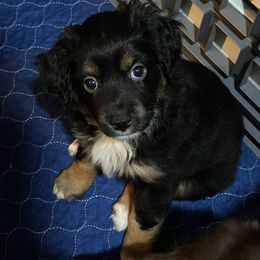 Boy 2 - Black tri male Toy Australian Shepherd puppy in Norwood, Massachusetts from Loyal Litters Toy Australian Shepherds