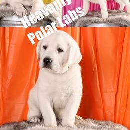 Labrador Retriever Puppies from Sarah Baxter