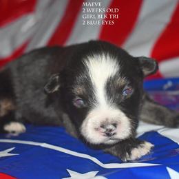 Maeve - Black tri female Miniature Australian Shepherd puppy in Patterson, North Carolina from DreamLine Aussies