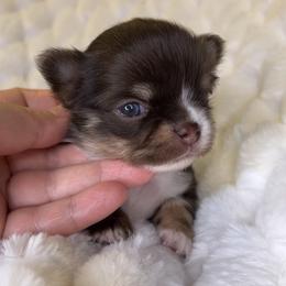 Bugsy - Chocolate and tan male Chihuahua puppy in Michigan from Fanciful Thrills Kennel