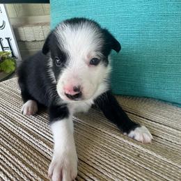 Leia - Black and white female Border Collie puppy in Winnsboro, Texas from Pecan Grove Pups