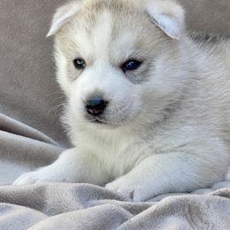 Sherman - Gray and white Siberian Husky puppy in Madera, California from Anastasia Siberians