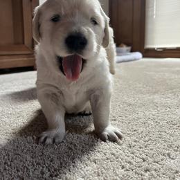 Golden Retriever Puppies from Abundant Grace Goldens
