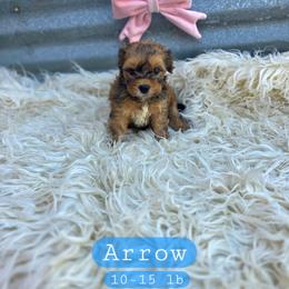Arrow - male Cavapoochon puppy in Bullard, Texas from Cavapoochon Central LLC