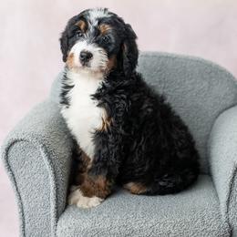 Poppy - Tri-color female Bernedoodle puppy in Lititz, Pennsylvania from Sleepy Hollow Acres