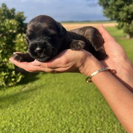 Richard. White. - Wheaten male Soft Coated Wheaten Terrier puppy in Illinois from Sarabeth's Friendly Pups