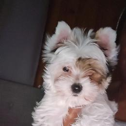 Comet - Parti male Yorkshire Terrier puppy in Atlanta, Georgia from Royal Beauties Yorkies of Atlanta