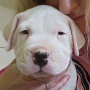 Boy 1 - Dogo Argentino puppy from Dogos del Gran Reino