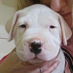 Boy 1 - Dogo Argentino puppy from Dogos del Gran Reino