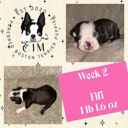 Fifi - Black brindle and white female Boston Terrier puppy in Jupiter, Florida from CJM Boston and Boxer Puppies