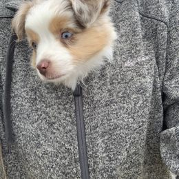 Australian Shepherd Puppies from Painted Blue Aussies