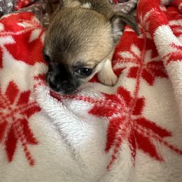 Chihuahua Puppies from Longview Chihuahua's