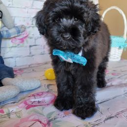 Aussiedoodle, Cavapoo, and Poodle Puppies from Perkins Pups