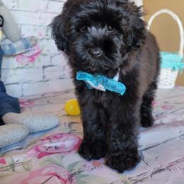 Aussiedoodle, Cavapoo, and Poodle Puppies from Perkins Pups