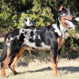 Val - Beauceron