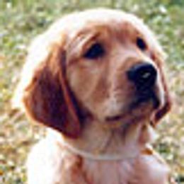 Golden Retrievers from GambitGoldens